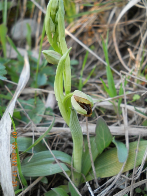 Ophrys sphegodes